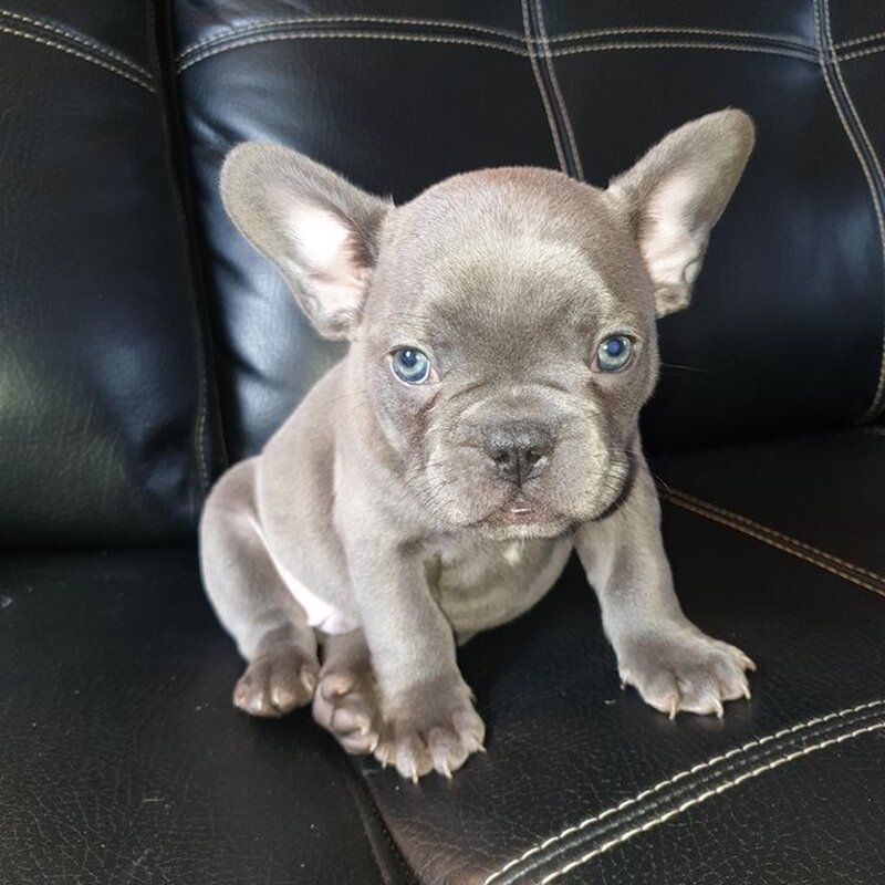 Buldog francez pentru o casa buna