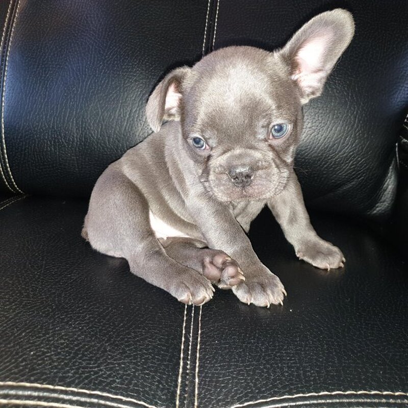 Buldog francez pentru o casa buna